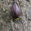 Cloudforest Cockroach