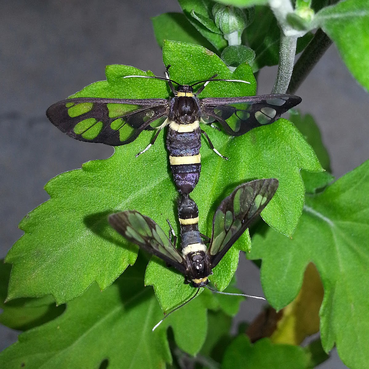 Clearwing Wasp Moth Mating