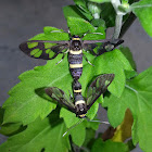 Clearwing Wasp Moth Mating