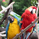 Guacamaya bandera, Lapa roja