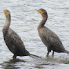 Double-crested Cormorant