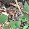 Coralbean, Cherokee Bean, or Cardinal Spear
