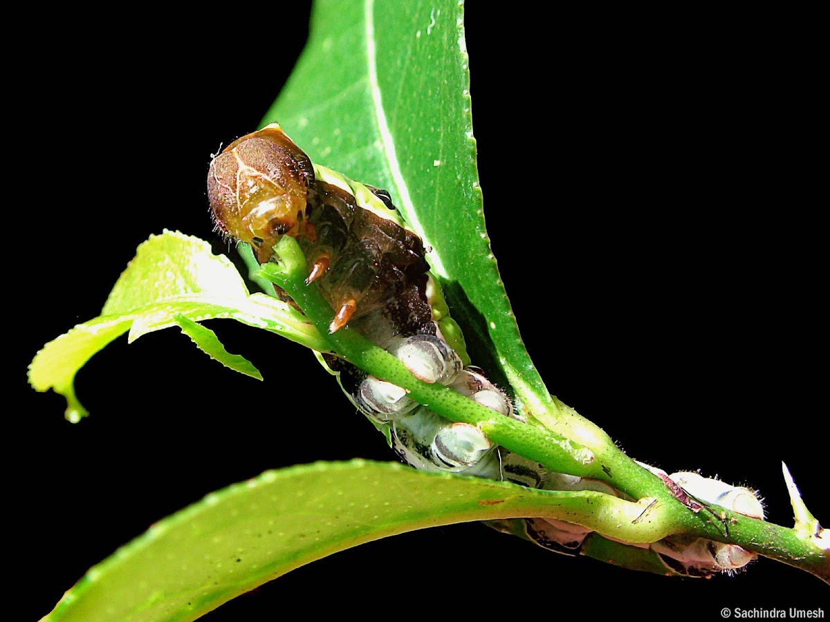 Common Mormon Caterpillar