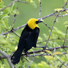 yellow brested black bird