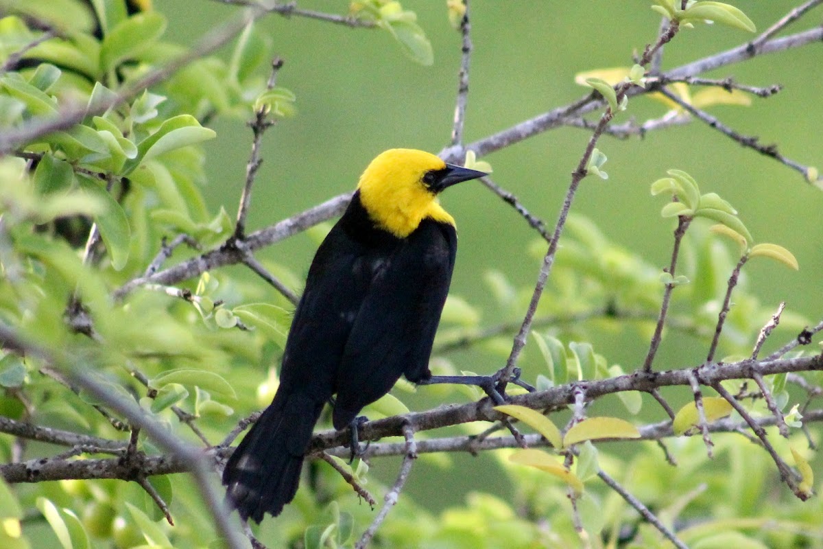 yellow brested black bird