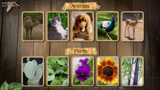 Classification of Animals