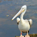 Pink backed Pelican
