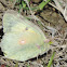 Orange Sulphur Butterfly (female)