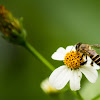 Indonesian Honey Bee