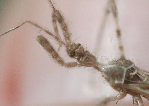 Thread-legged bug | Project Noah