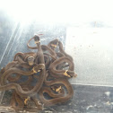 Brown snake