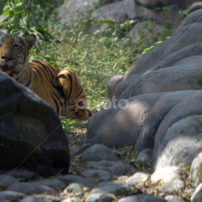 The Tiger by Surjya Kumar Das - Animals Lions, Tigers & Big Cats