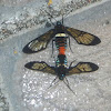 Gymnelia wasp moth