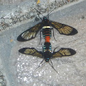 Gymnelia wasp moth