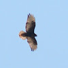 Red-tailed Hawk  (Dark Morph)