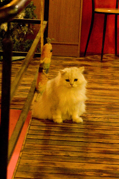 台中橘光呼嚕 貓咪餐廳