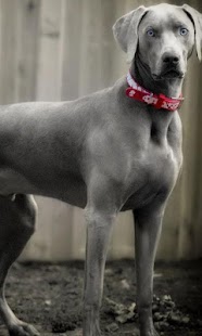 How to install Weimaraners Wallpapers 1.0 apk for pc