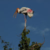 Painted Stork