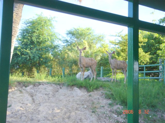 Greater Kudu (female)