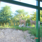 Greater Kudu (female)