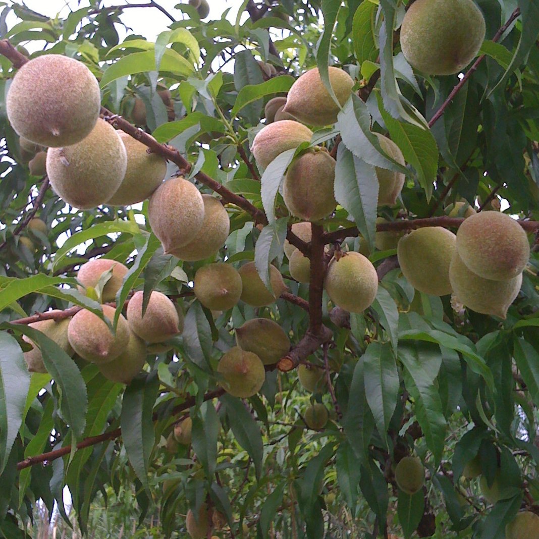 Peach tree Project Noah