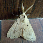 Arctiid Moth