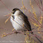 Reed Bunting; Escribano Palustre