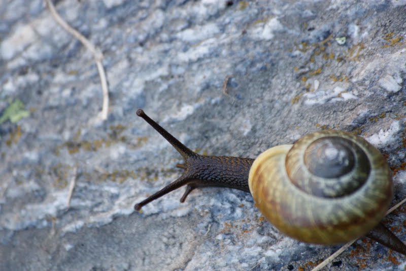 Snail, Caracol