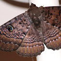 Northern Old Lady Moth