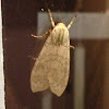 Pale Tiger Moth