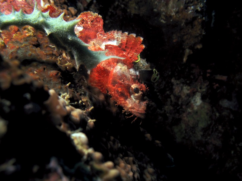 20080503_0035_scorpionfish.jpg