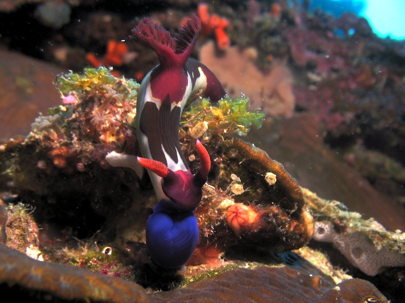 20080503_0040_nudibranch.jpg