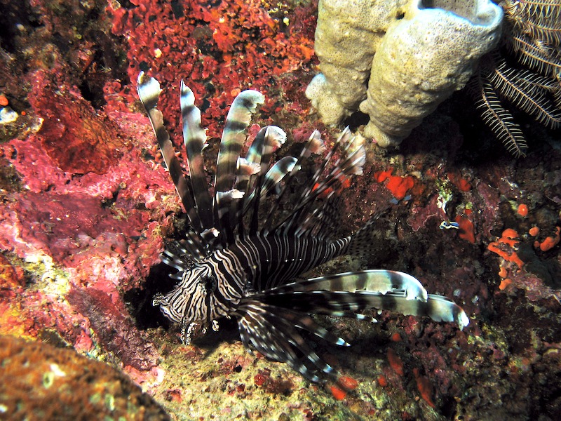 20080504_0127_lionfish.jpg