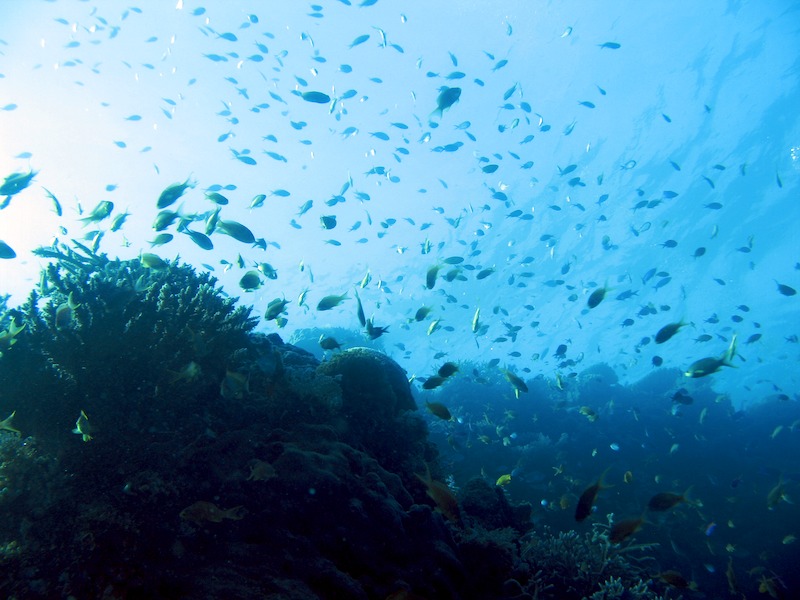 20080504_0130_fish.jpg