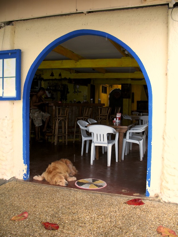 20080513_0017_dog.jpg