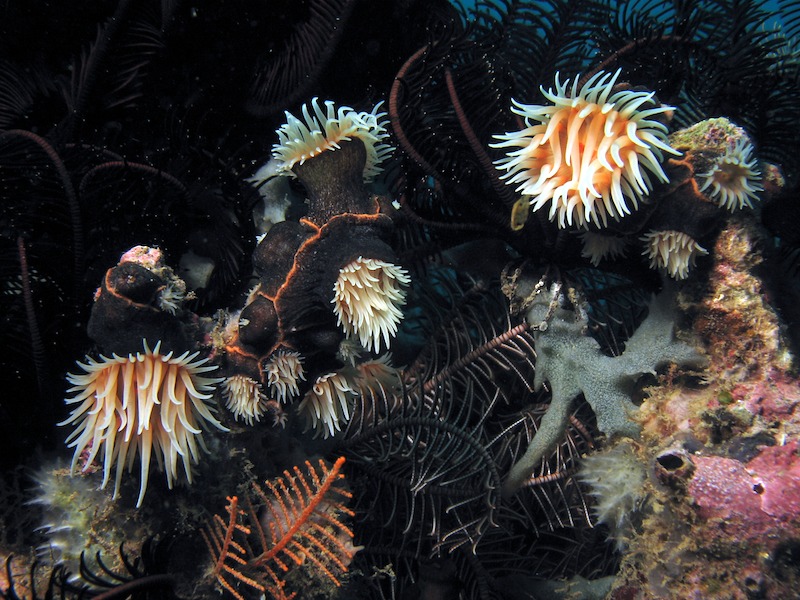 20080526_0040_anemone.jpg
