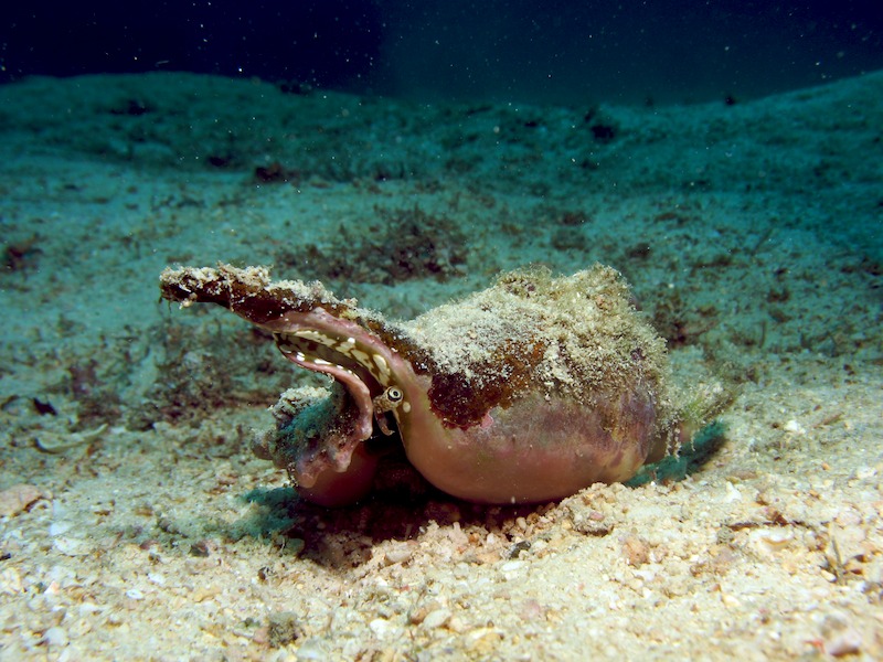 20080607_0078_conch.jpg