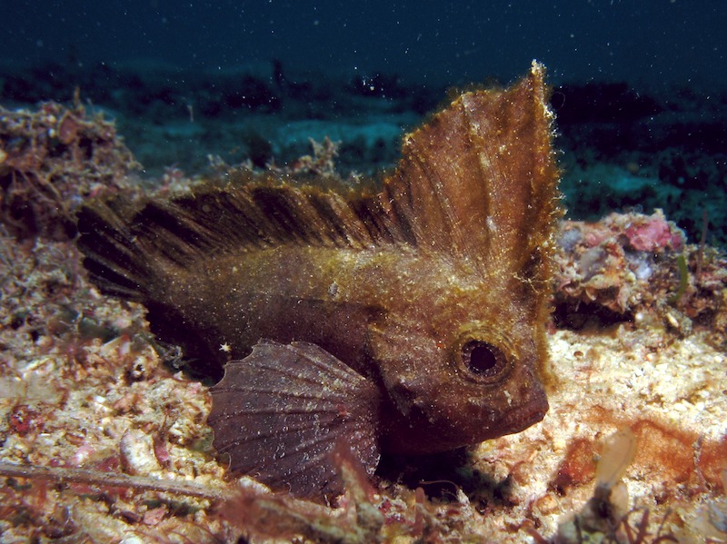 20080607_0088_waspfish.jpg