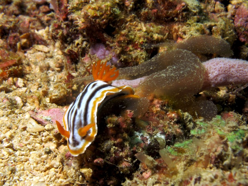 20080606_0095_nudi2.jpg