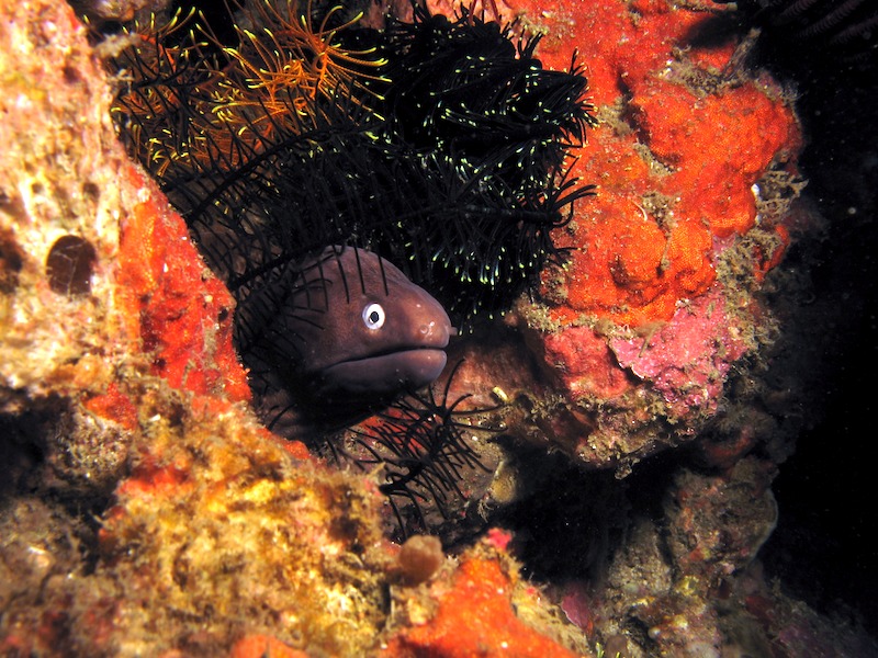 20080607_0009_moray.jpg