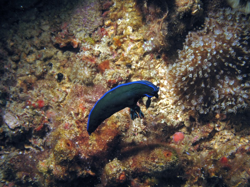 20080609_0071_flynudi.jpg