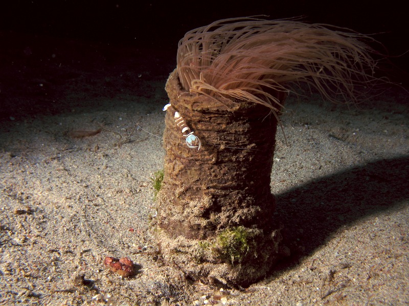 20080612_0066_shrimp.jpg