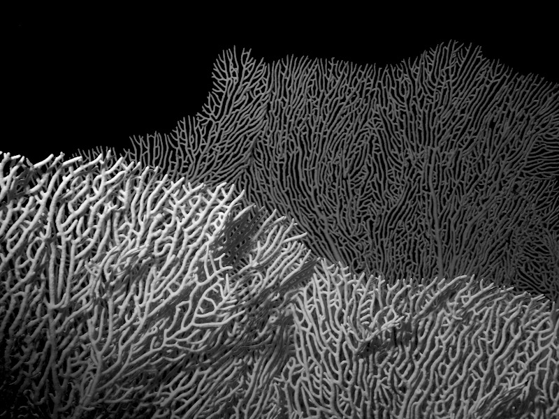 20080701_0105_seafan.jpg
