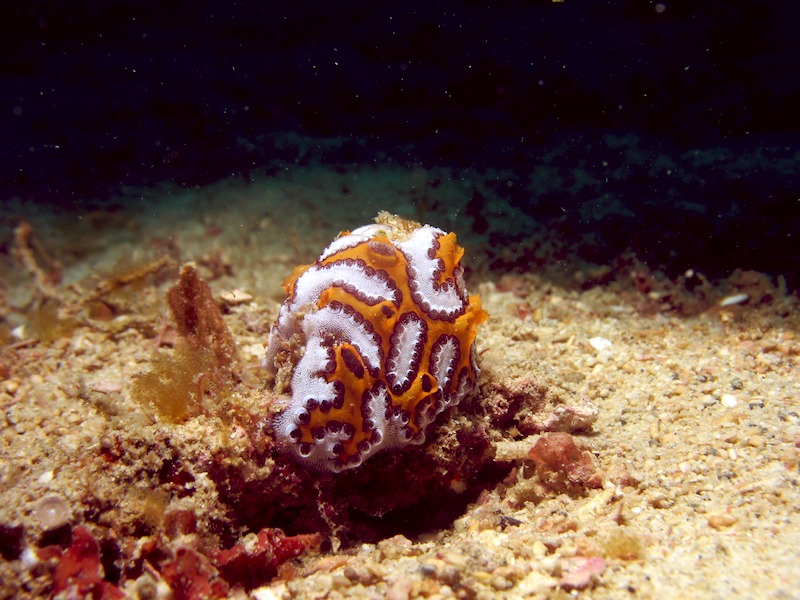 20080701_0113_tunicate.jpg