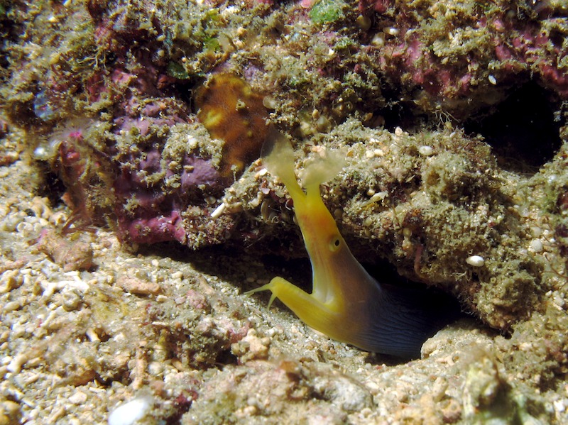 20080701_0172_ribboneel.jpg