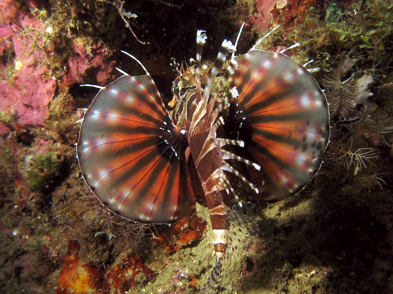 20080701_0219_lionfish.jpg
