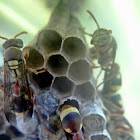 Wasp and Nest