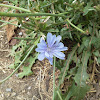 Common chicory