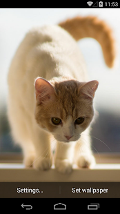 Cute Cats Live Wallpapers(圖5)-速報App