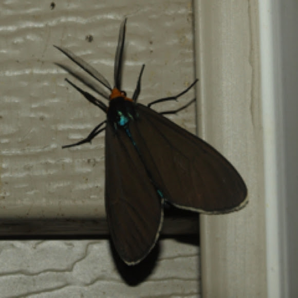 Virginia Ctenucha Project Noah